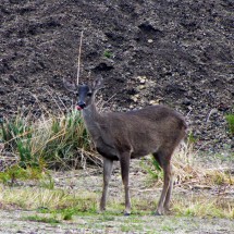 Deer in the Cotopaxi National Park